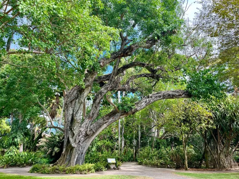 Travel in Honolulu’s Chinatown: Foster Botanical Garden